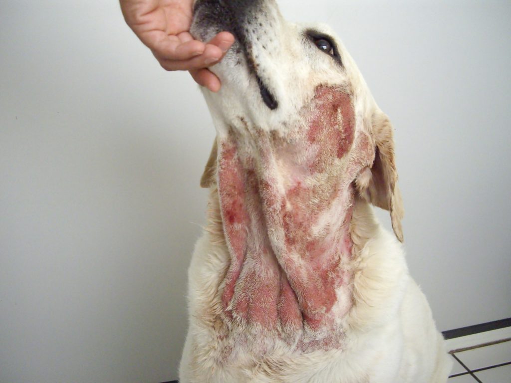 Folliculites du chien : éviter les pièges diagnostiques